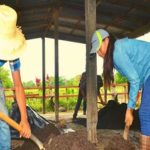 abonatura nicaragua abono insumos organico directorio sustentable