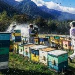 bee happy chile miel directorio sustentable