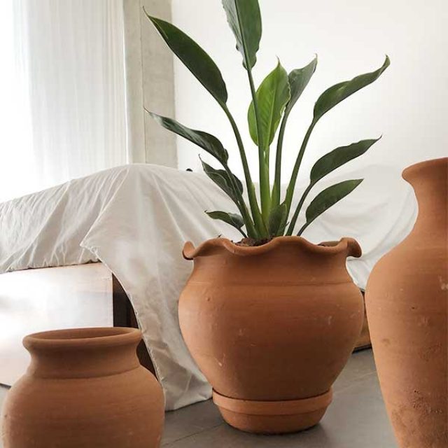 MACETA S,M y L CON ESPECIE VEGETAL