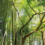 fundacion sustentarte argentina bambu directorio sustentable