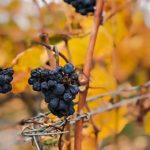 vinos de altura salta argentina organico directorio sustentable